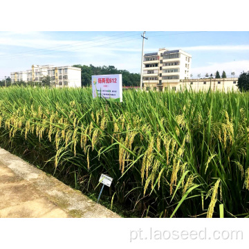 Certificação de semente de arroz rex de alta qualidade